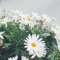 創(chuàng)富國際正規(guī)嗎？老師喊單誘導(dǎo)我操作虧損怎么辦？難友速來