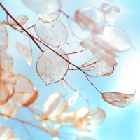 真相揭露atri正規(guī)靠譜嗎？騙局揭秘坑我?guī)资f(wàn)!難友速來(lái)