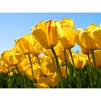 海南熱帶農產品大曝光!揭露虧損內幕!被騙難友速度看來