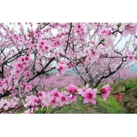 真相揭露麗海弘金正規靠譜嗎？騙局揭秘坑我幾十萬!難友速來