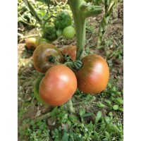 長春育西紅柿苗廠 秋延大粉西紅柿苗