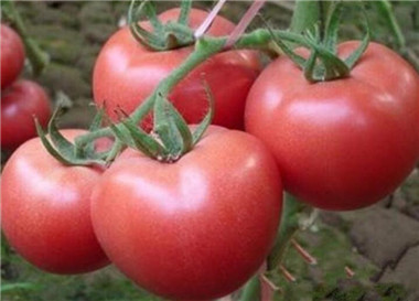 西紅柿苗15_副本