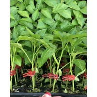 滕州螺絲椒苗 大果螺絲椒種苗廠