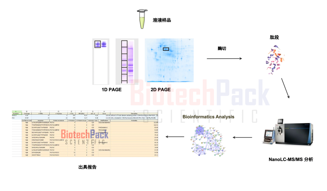 百泰派克基于質(zhì)譜的蛋白鑒定示例