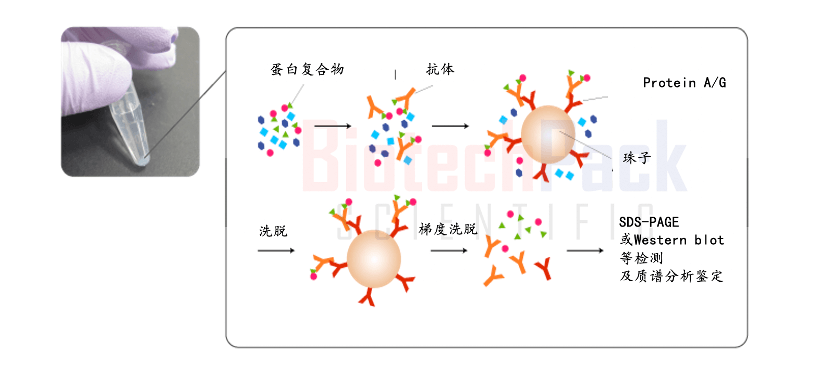 百泰派克蛋白質(zhì)相互作用分析 百泰派克蛋白質(zhì)相互作用分析
