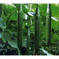 商丘黃瓜種苗廠 批發(fā)嫁接黃瓜苗基地