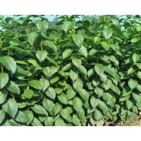 杜仲苗價(jià)格 杜仲小苗多少錢 杜仲小苗每顆0.6