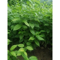 杜仲小苗多少錢 4公分杜仲價(jià)格 5公分杜仲多少錢上車