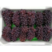 吉林 著色香葡萄苗_大量批發(fā)價格出售_基地直銷_坤朋苗圃