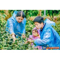 蘇州青少年社會實踐戶外拓展自然探索春日親子采茶體驗活動報名中